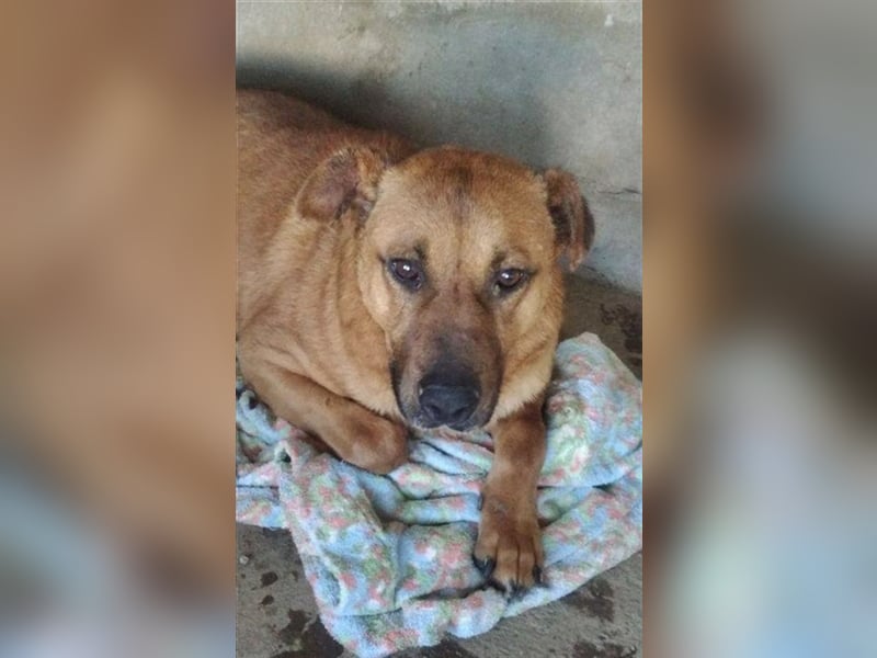 BUKSI 1, von herzlosem Besitzer ausgesetzt (mit Videos)