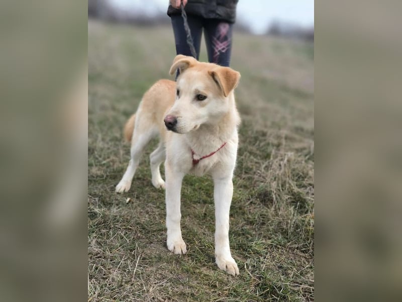 wer hat ein Körbchen für Ollie frei?