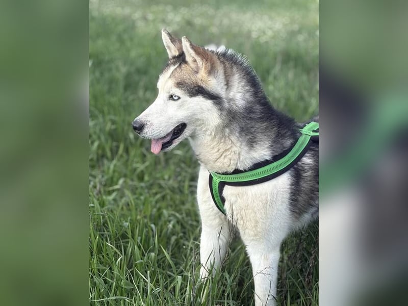 Villám, ein Traum von einem Hund