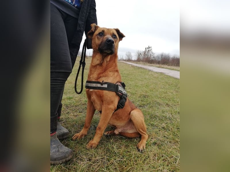BUKSI 1, von herzlosem Besitzer ausgesetzt (mit Videos)