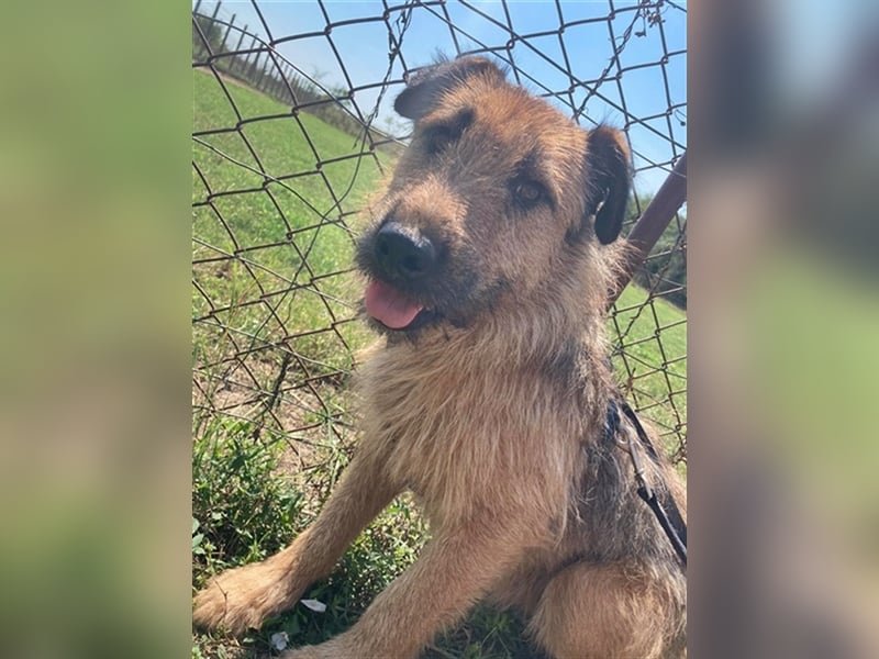 TÜCSI, ein Traum auf 4 Pfoten (mit Video)