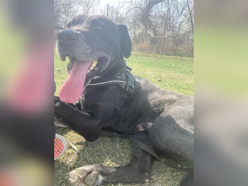 MACHO – gut gelaunter Clown liebt menschliche Zuneigung (2 Videos)