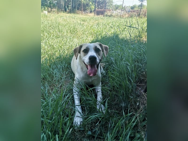 Bella – ein Traum auf 4 Pfoten