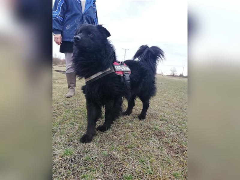 ZUZMO, wuscheliger Einzelprinz sucht dich