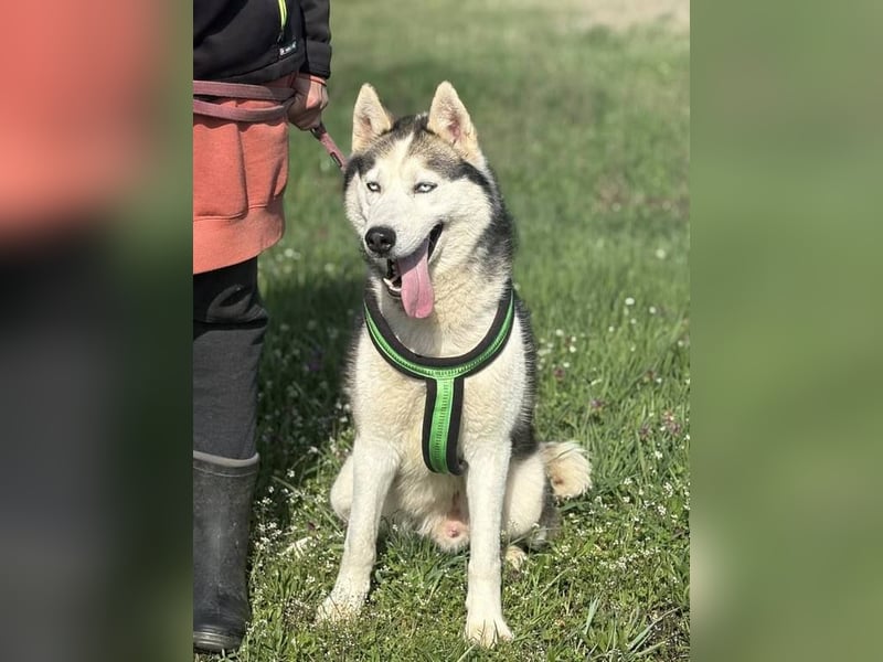 Villám, ein Traum von einem Hund