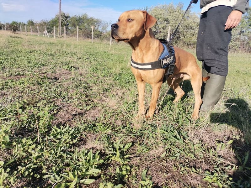 Otis, verspielte Knalltüte
