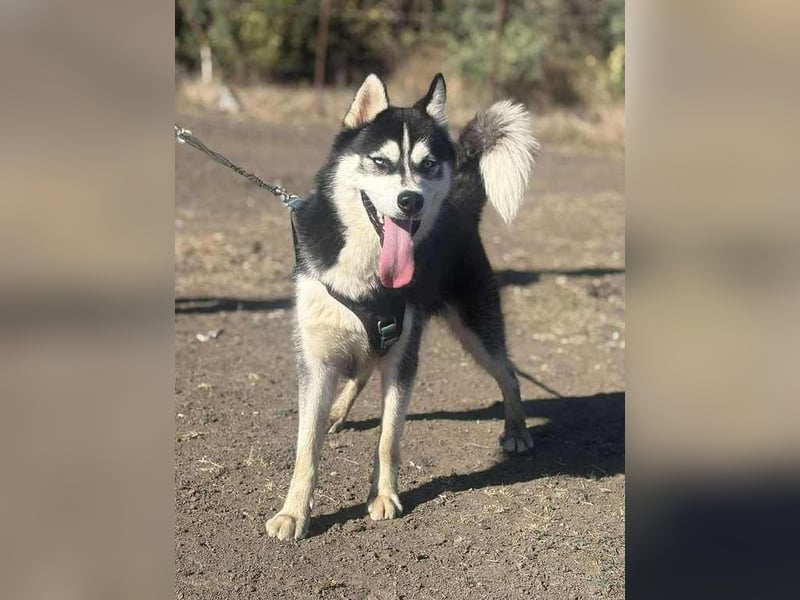 Monty, freundliches Energiebündel