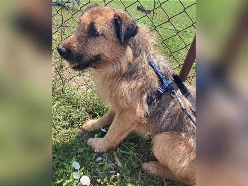 TÜCSI, ein Traum auf 4 Pfoten (mit Video)