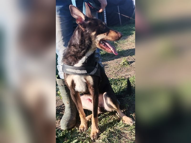 ROY, sehr menschenbezogen und verträglich mit seinen Artgenossen