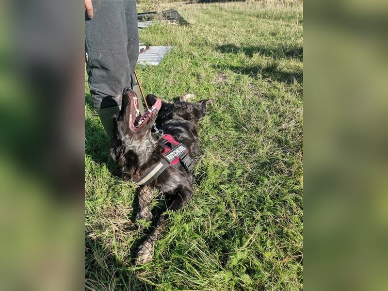 Akela, freut sich über tolle Spaziergänge mit ihrer Familie
