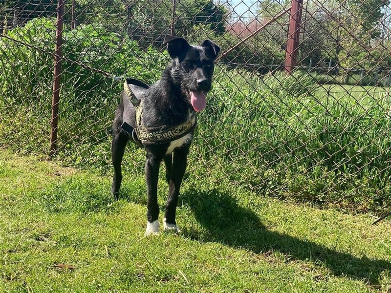 Toby, lustige Knalltüte total verschmust (mit Videos)