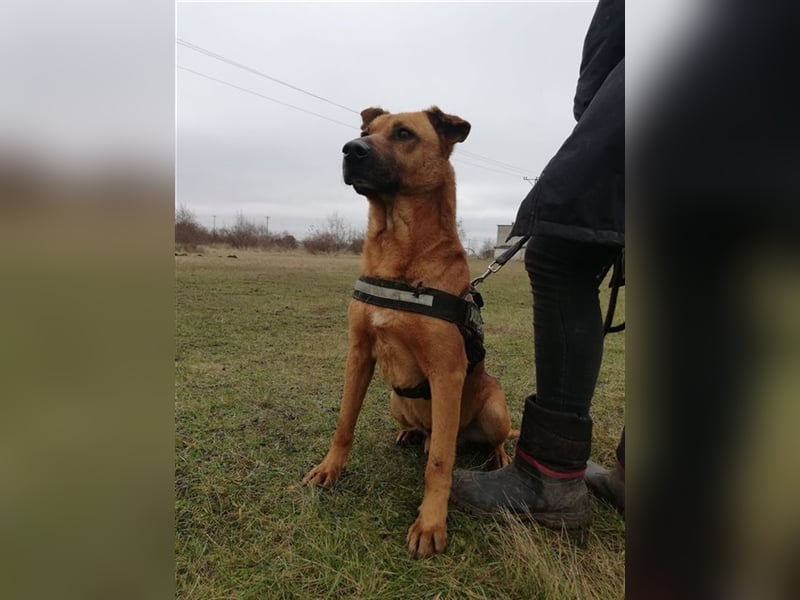 BUKSI 1, von herzlosem Besitzer ausgesetzt (mit Videos)