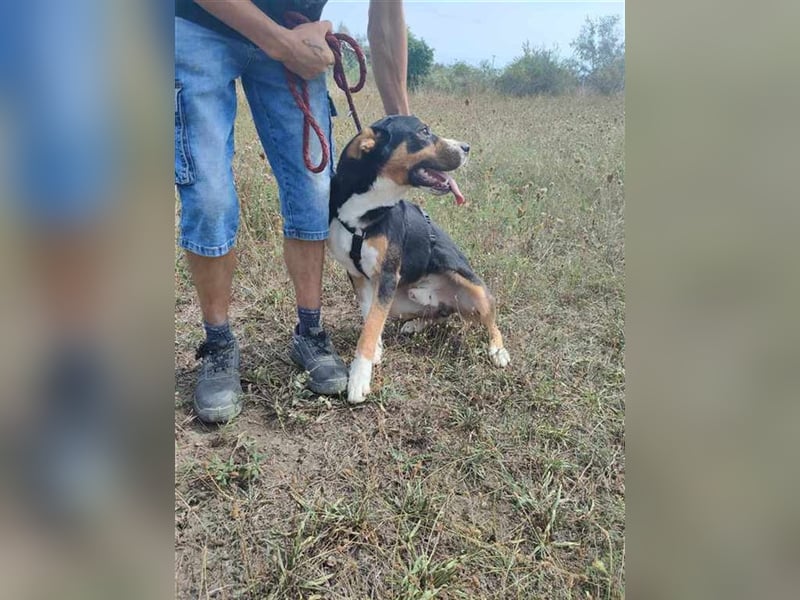 Goblin, liebe verschmuste Fellnase
