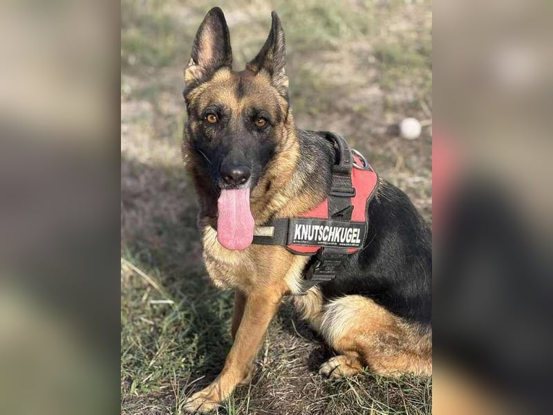 Zoé sucht endlich ein warmes Körbchen, evtl. bei Dir?