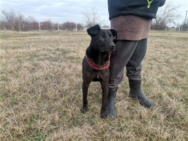 Lotti, ein perfekter Familienhund