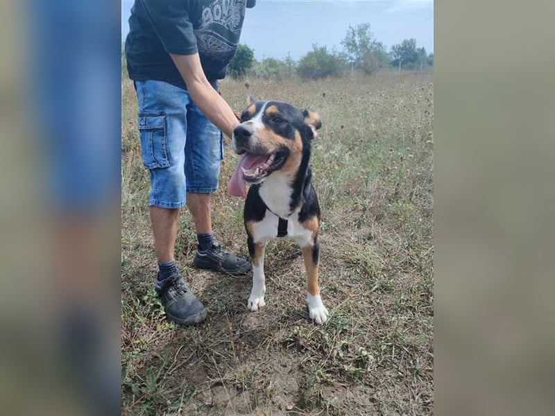 Goblin, liebe verschmuste Fellnase