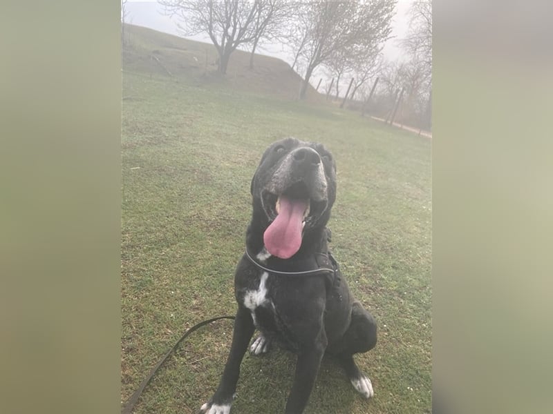 MACHO – gut gelaunter Clown liebt menschliche Zuneigung (2 Videos)