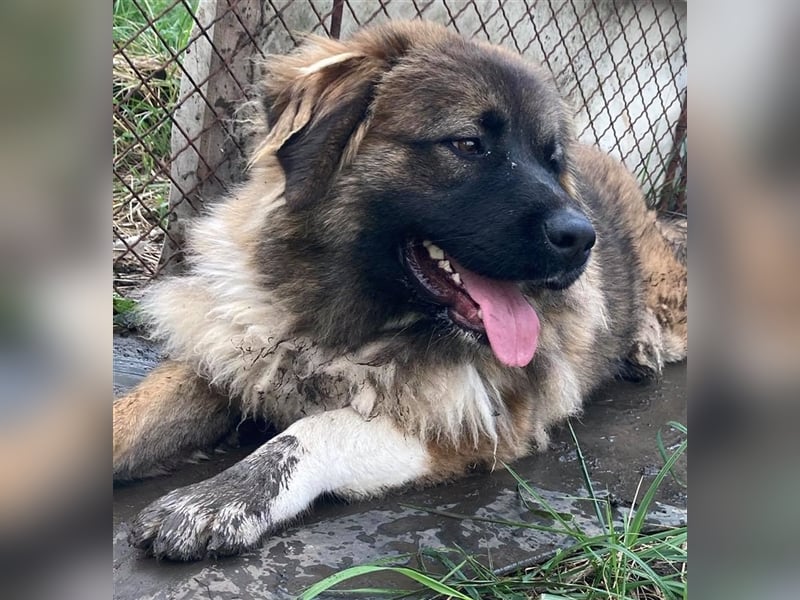 KIRA, süße und abenteuerlustige Knallerbse