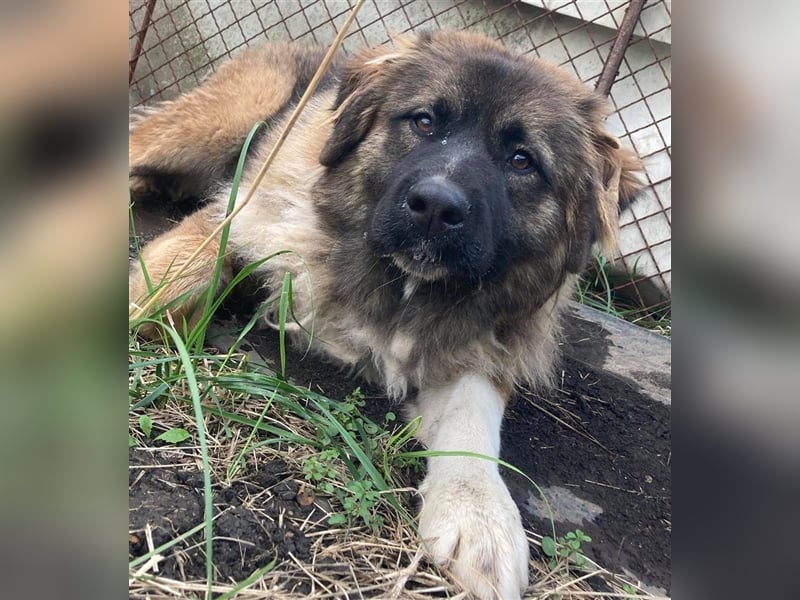 KIRA, süße und abenteuerlustige Knallerbse