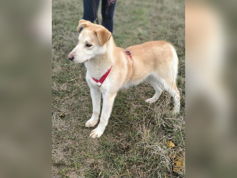 wer hat ein Körbchen für Ollie frei?