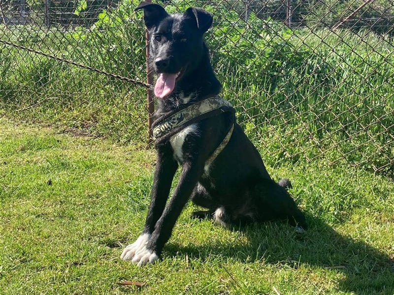 Toby, lustige Knalltüte total verschmust (mit Videos)