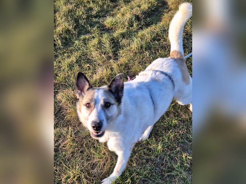 Zabava-Die Fröhliche 10/20