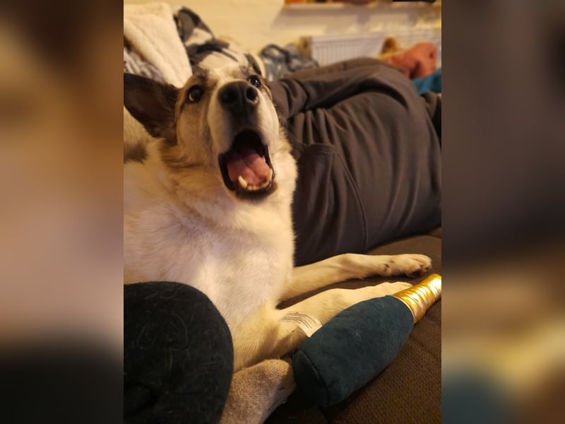 Zabava-Die Fröhliche 10/20