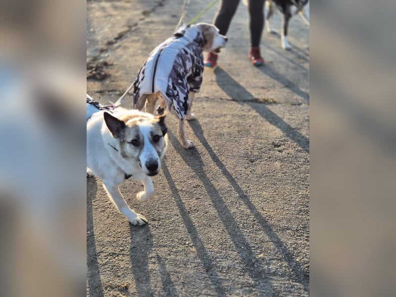 Zabava-Die Fröhliche 10/20