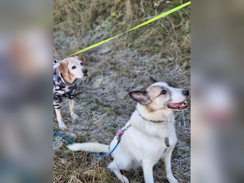 Zabava-Die Fröhliche 10/20