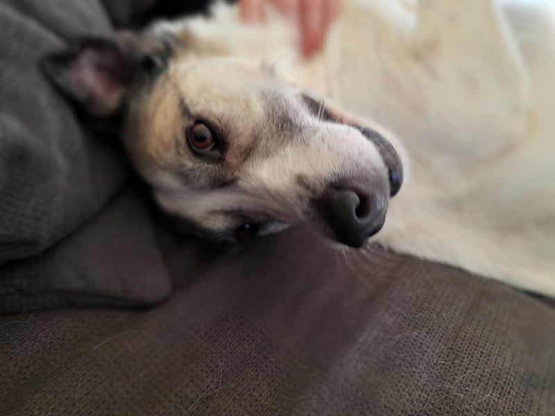 Zabava-Die Fröhliche 10/20