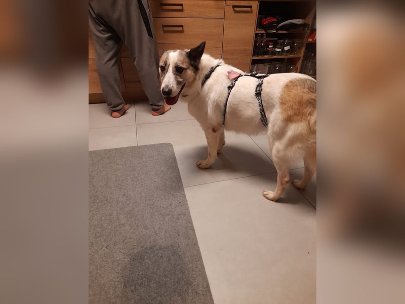 Zabava-Die Fröhliche 10/20