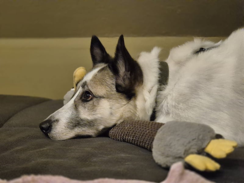 Zabava-Die Fröhliche 10/20