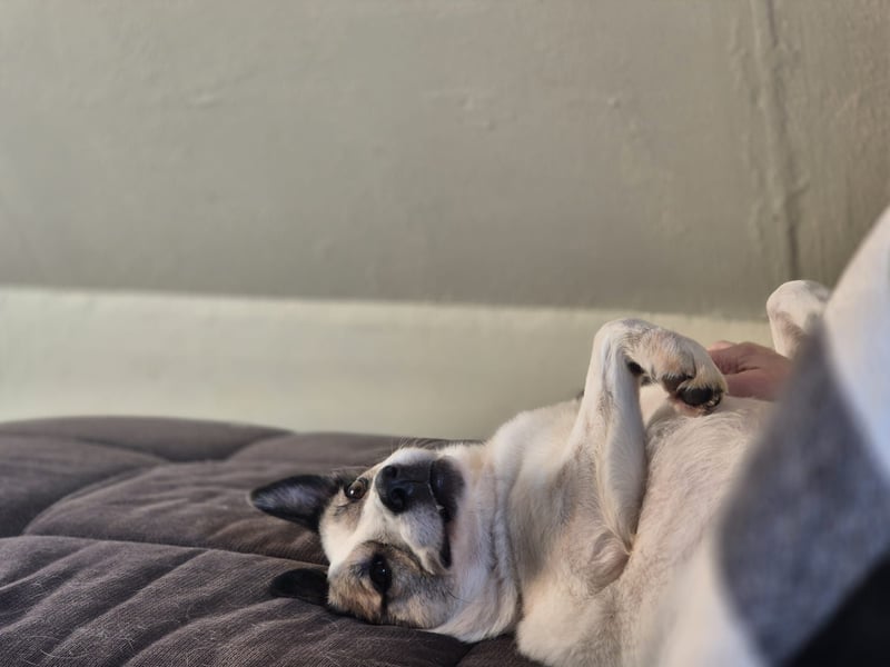 Zabava-Die Fröhliche 10/20