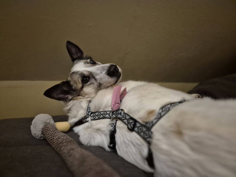 Zabava-Die Fröhliche 10/20