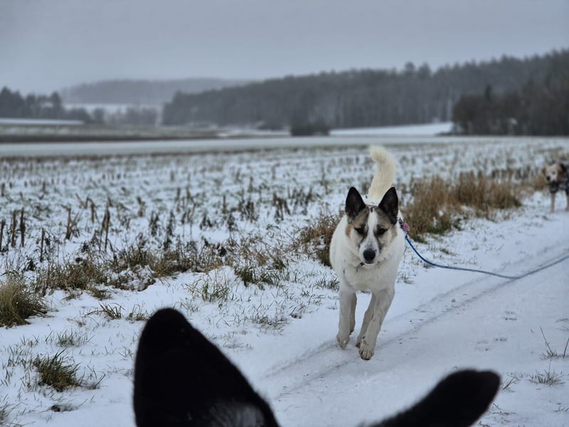 Zabava-Die Fröhliche 10/20