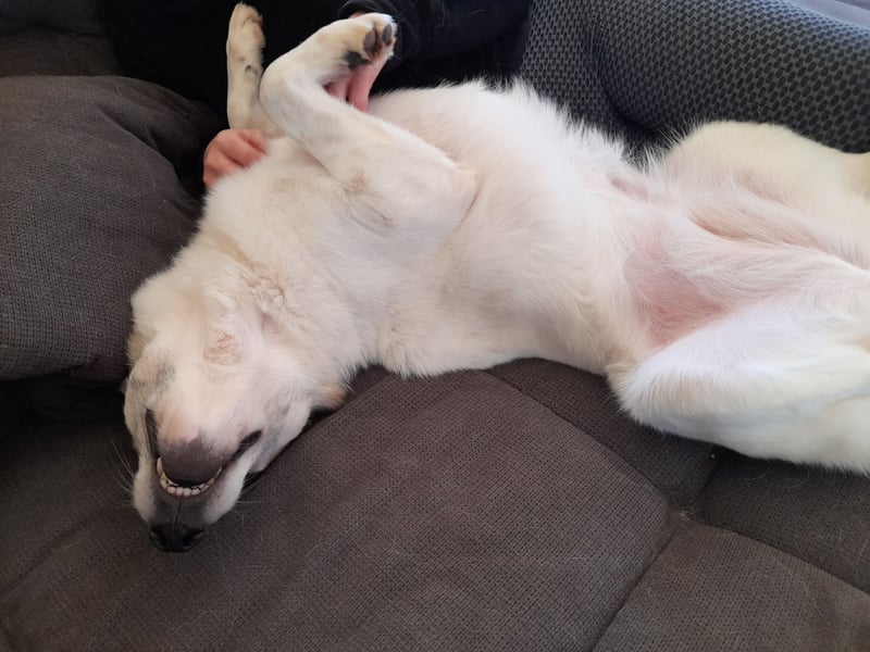 Zabava-Die Fröhliche 10/20