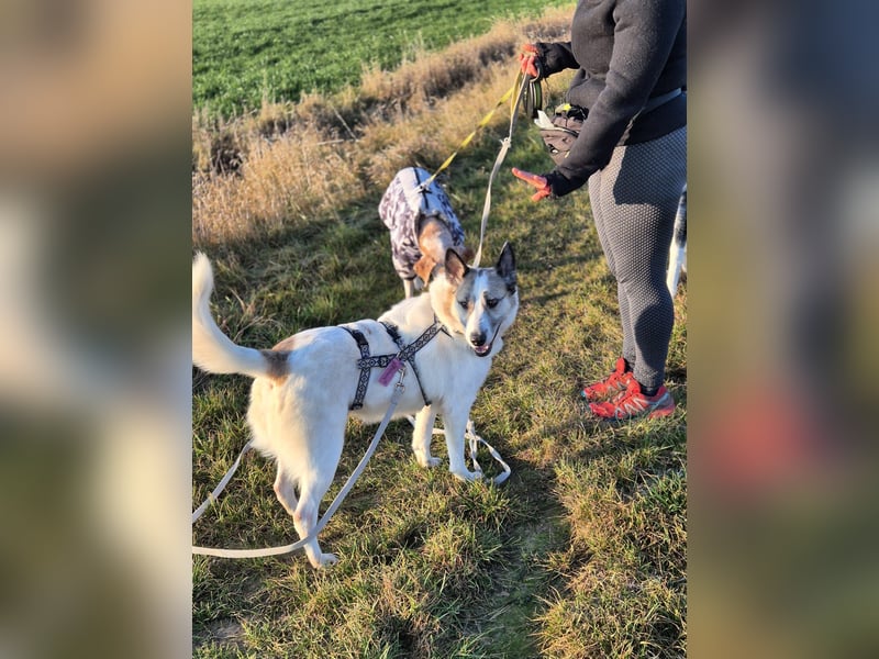 Zabava-Die Fröhliche 10/20