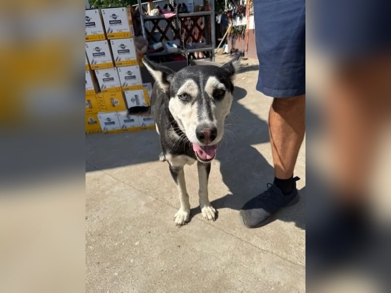 Desire KK – schaut Ihnen direkt ins Herz