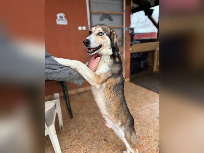 HERKULES – aktiver Entdecker sucht sein passendes Zuhause