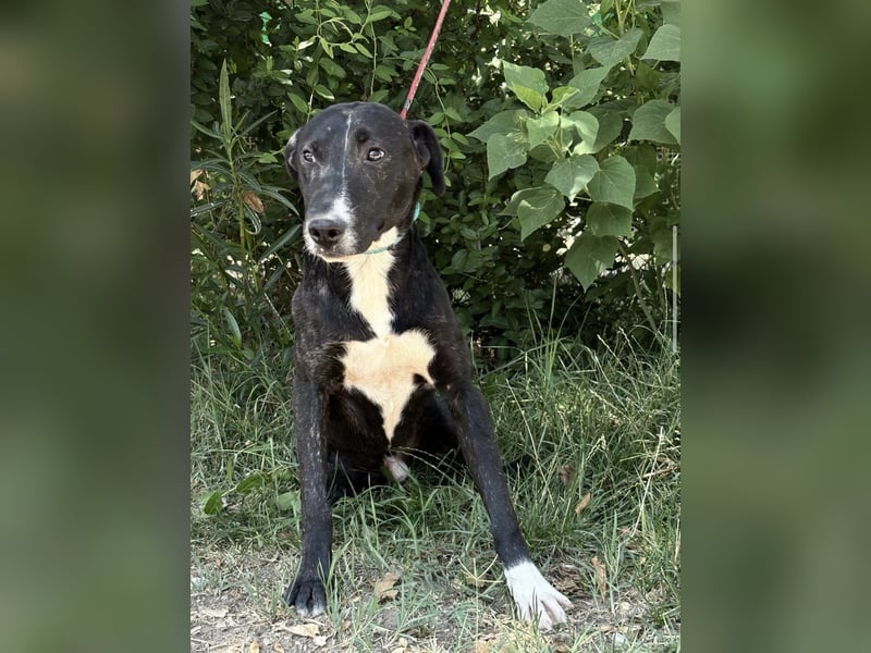 Lennon-KK – Ein tapferer Junghund sucht geduldige Menschen mit Herz