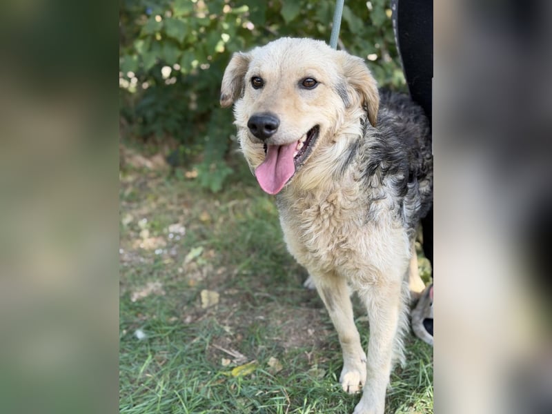 Norton – Ein tapferer Senior sucht sein wohlverdientes Glück ❤️