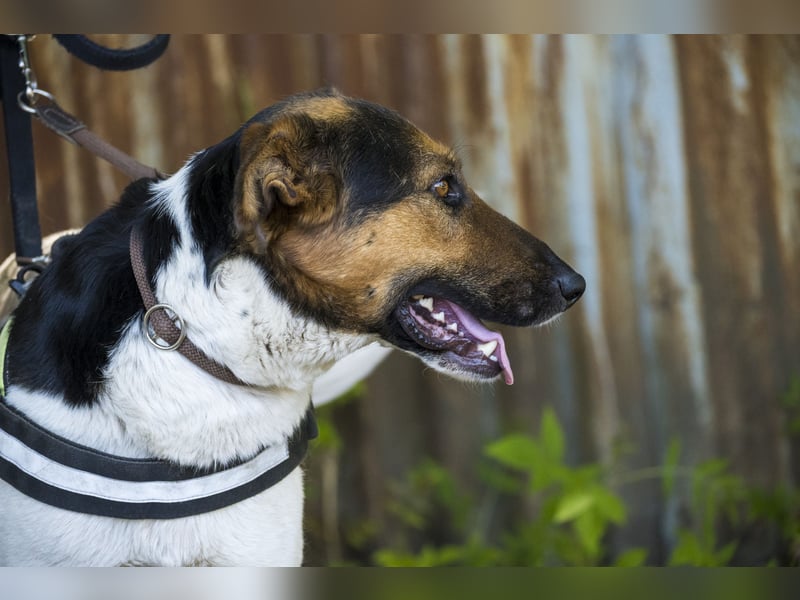 Bianka SI - Hündin sucht Körbchen