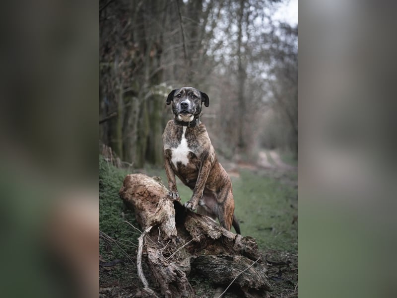 Tigris BE – Ein freundlicher Gentleman sucht sein Zuhause