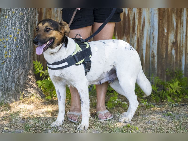 Bianka SI - Hündin sucht Körbchen