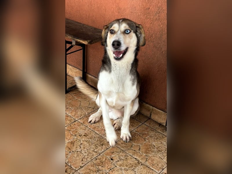 HERKULES – aktiver Entdecker sucht sein passendes Zuhause