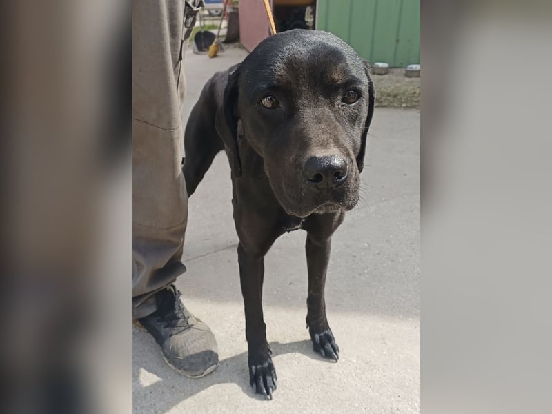 Xaphira – sanfte Hundedame sucht liebevolles Zuhause 