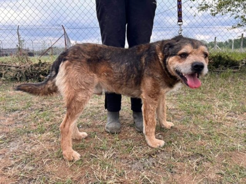 GIBSON (KK) – freundlicher Rüde sucht sein Glück