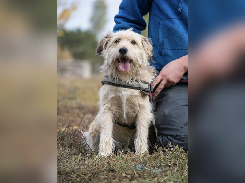 Dexter SI – Pechvogel auf der Suche nach dem Glück