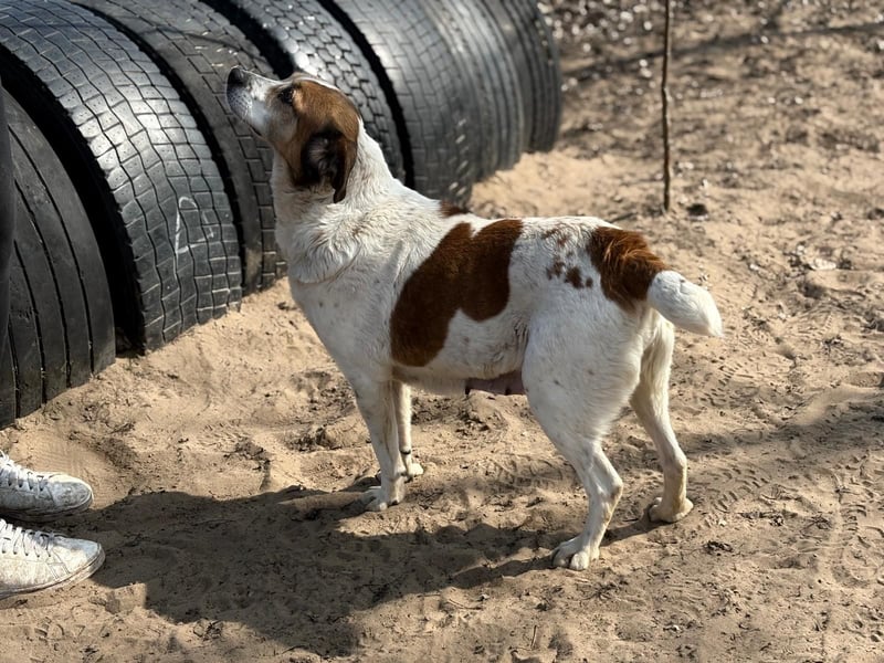 POLINA (KK) – sanfte Hündin sucht ihr Für-immer-Zuhause