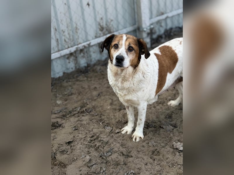 POLINA (KK) – sanfte Hündin sucht ihr Für-immer-Zuhause